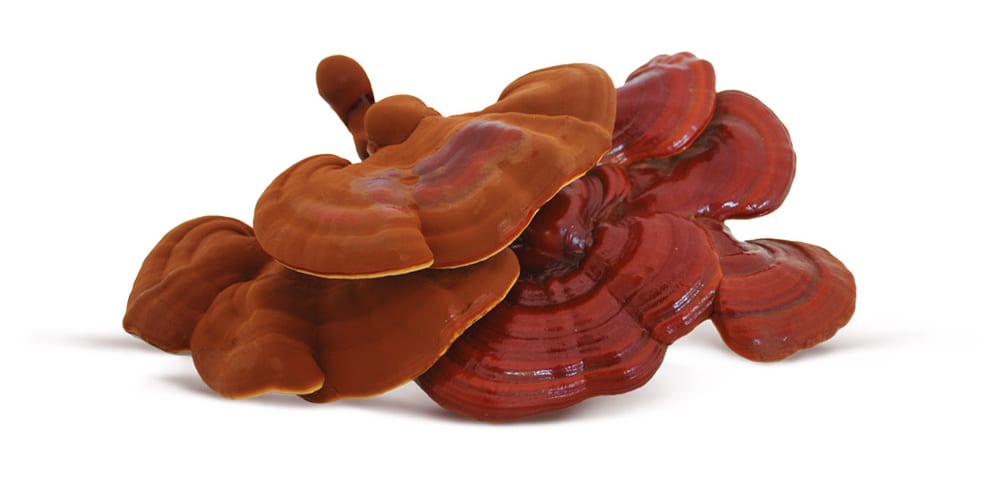30 razones para consumir Ganoderma