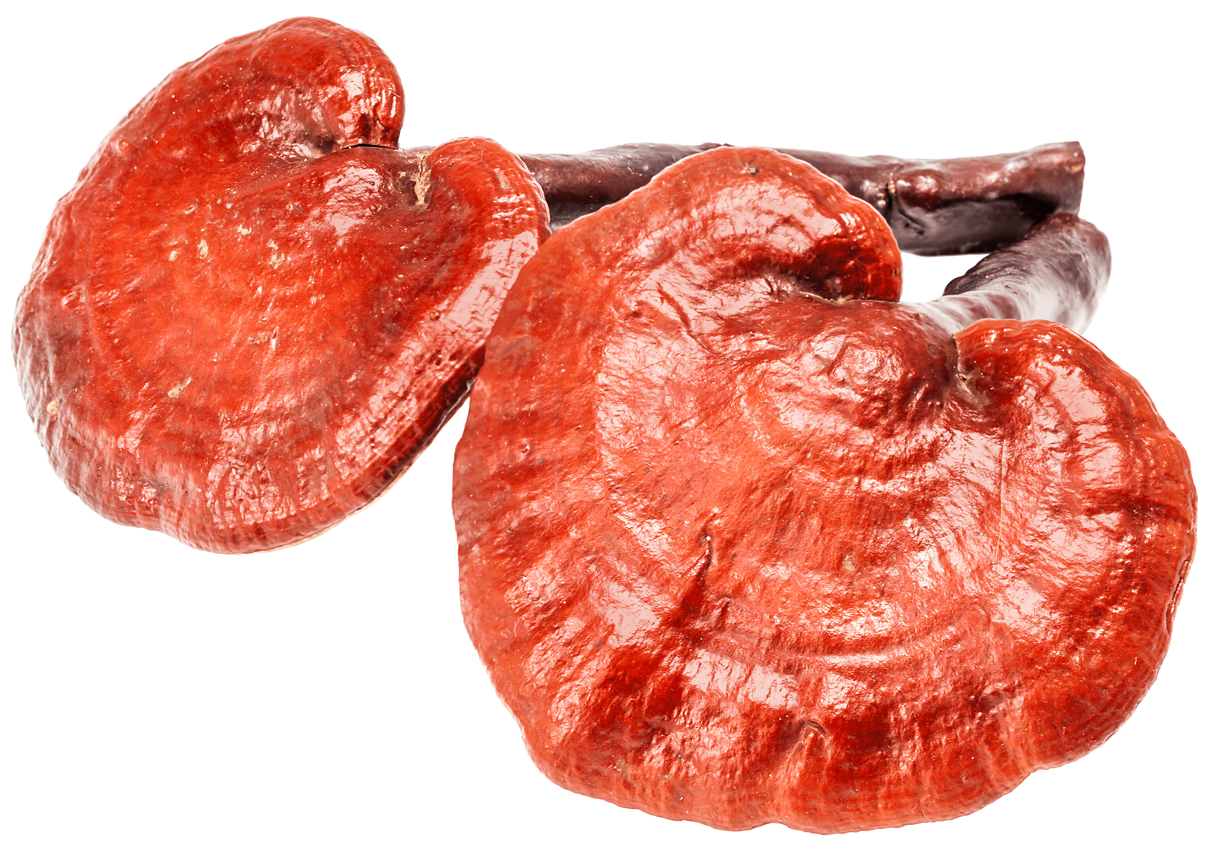 Propiedades curativas del Ganoderma